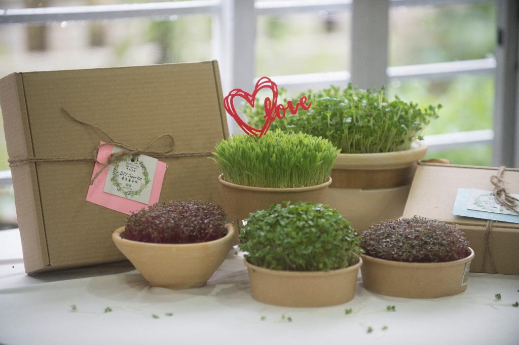 GIYmicrogreen (Grow it yourself micro greens)