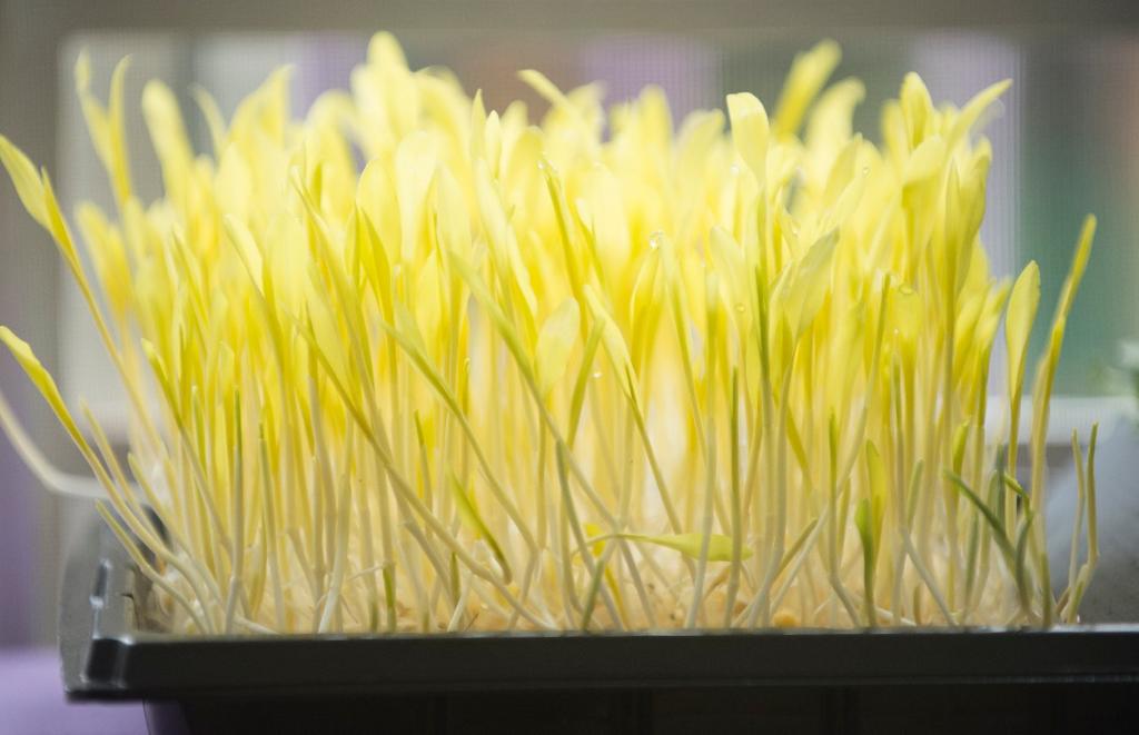 GIYmicrogreen (Grow it yourself micro greens)