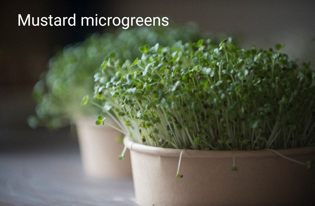 GIYmicrogreen (Grow it yourself micro greens)