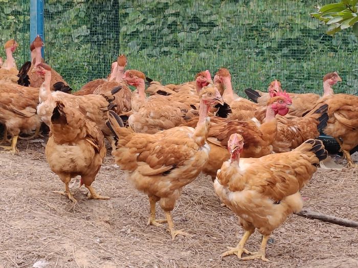 Free-range Kampung chicken & Botak Chicken 本地自家菜园鸡和光颈鸡
