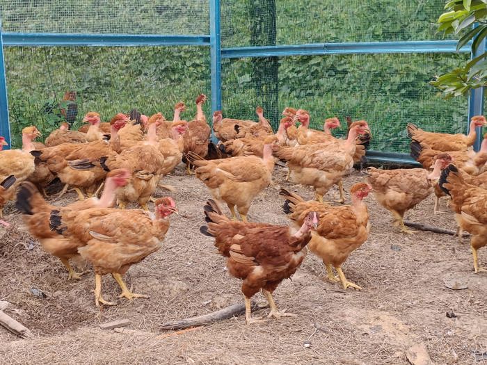 Free-range Kampung chicken & Botak Chicken 本地自家菜园鸡和光颈鸡