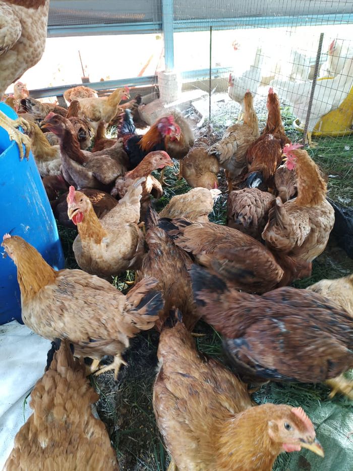 Free-range Kampung chicken & Botak Chicken 本地自家菜园鸡和光颈鸡