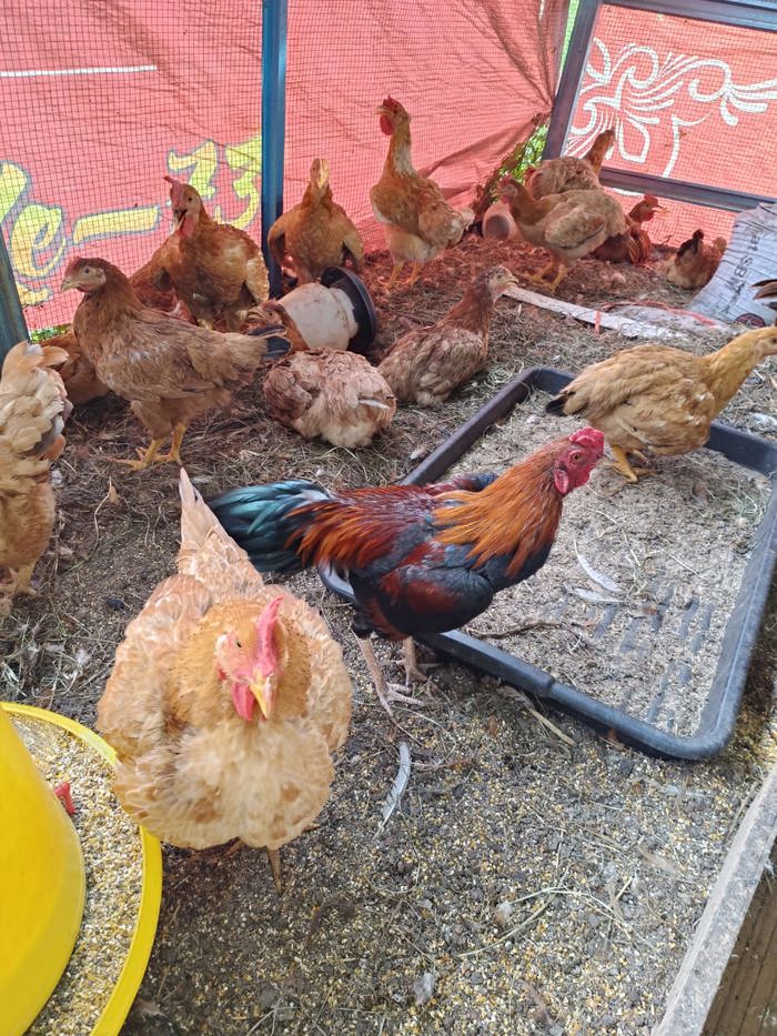Free-range Kampung chicken & Botak Chicken 本地自家菜园鸡和光颈鸡