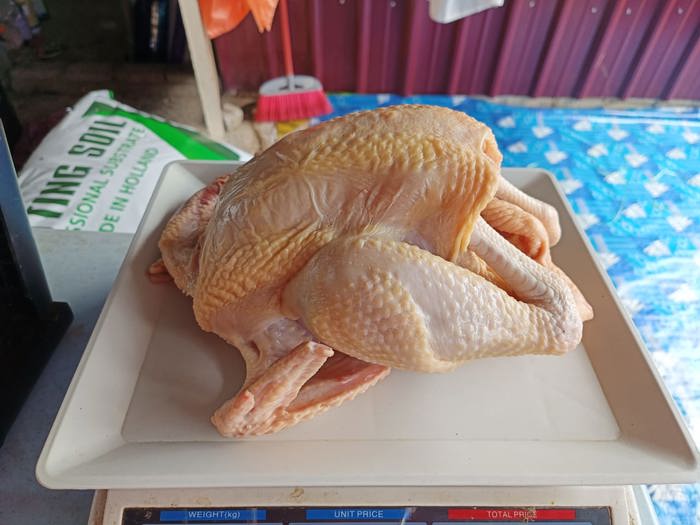 Free-range Kampung chicken & Botak Chicken 本地自家菜园鸡和光颈鸡